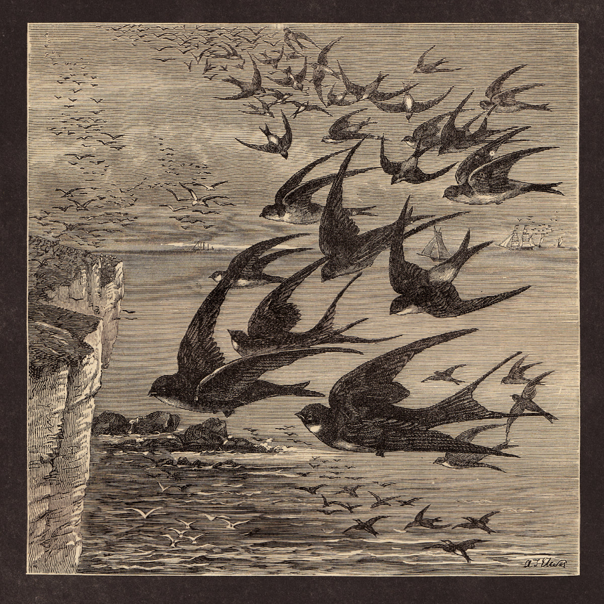 littlebirds_1500.jpg