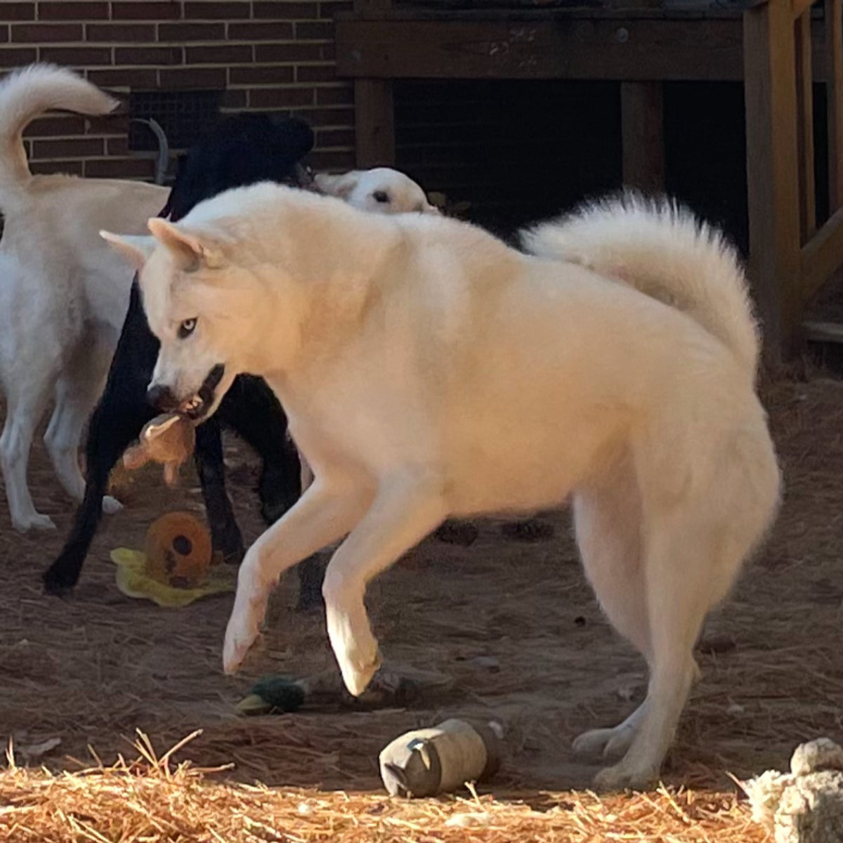 Foxy-Biting-Down.jpg